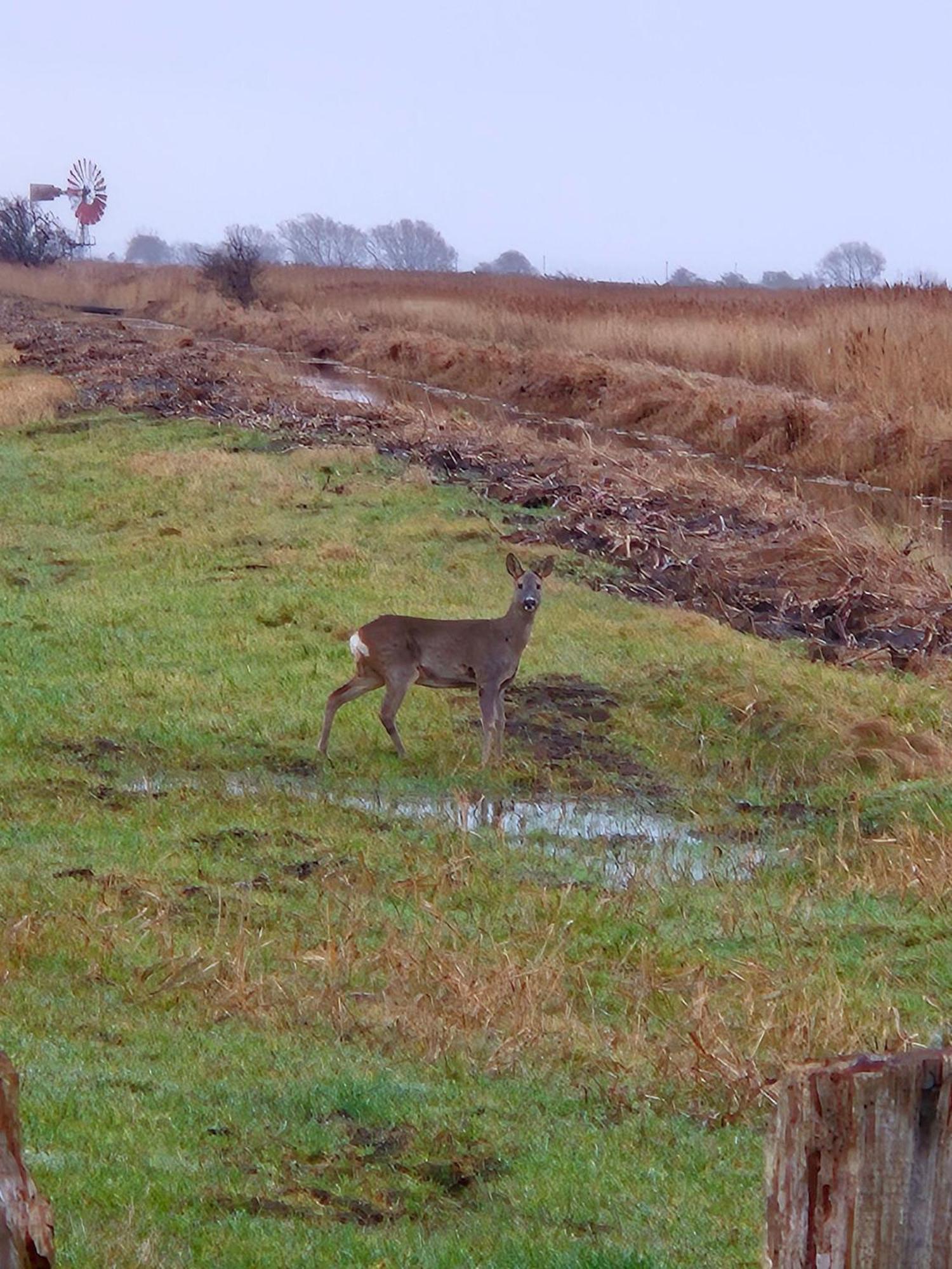Ferienwohnung-Wildblume Petersdorf auf Fehmarn ภายนอก รูปภาพ